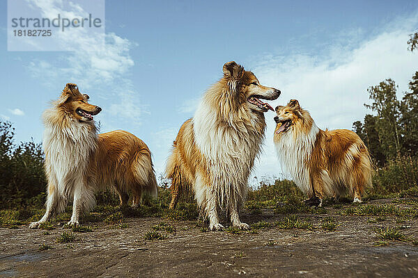 Collie-Hunde stehen zusammen in der Natur