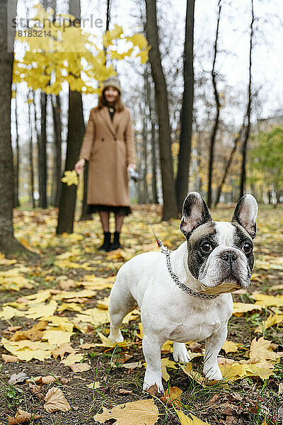 Französische Bulldogge mit Frau im Hintergrund im Herbstpark