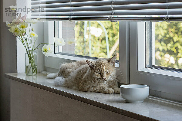 Katze schläft auf Fensterbank