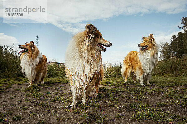 Collie-Hunde stehen zusammen unter bewölktem Himmel in der Natur