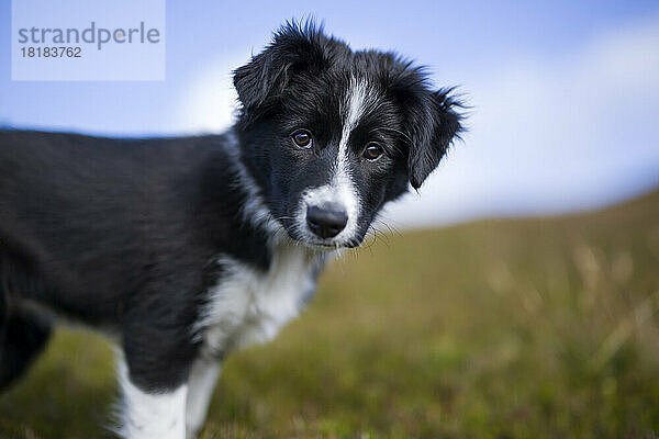 Schwarzer Border-Collie-Welpe auf der Wiese