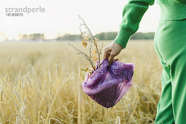 Hand einer Frau hält getrocknete Pflanze in Plastiktüte auf dem Feld