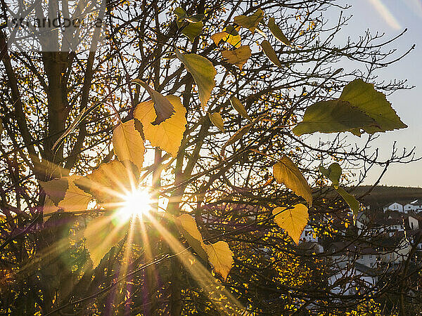 Die untergehende Sonne scheint durch die Zweige kahler Herbstbäume