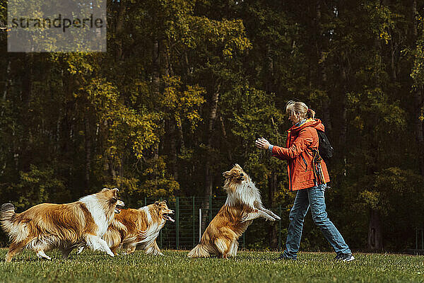 Woman playing with collie dogs in park