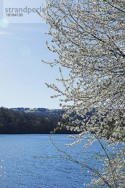 Blühender Kirschbaum vor dem See an einem sonnigen Tag