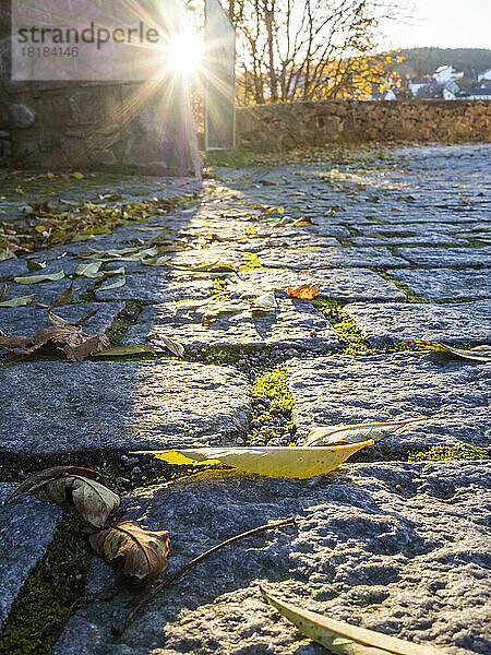 Setting sun illuminating leaves lying on paved footpath