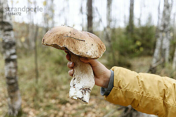 Hand eines Mädchens  das Steinpilze im Wald hält