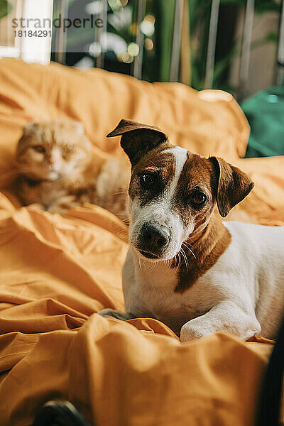 Jack-Russell-Terrier-Hund vor Scottish-Fold-Katze  die auf dem Bett liegt