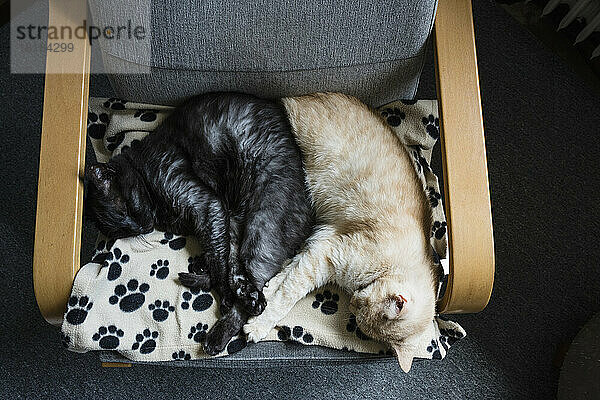 Zwei Katzen schlafen zusammen auf einem Stuhl