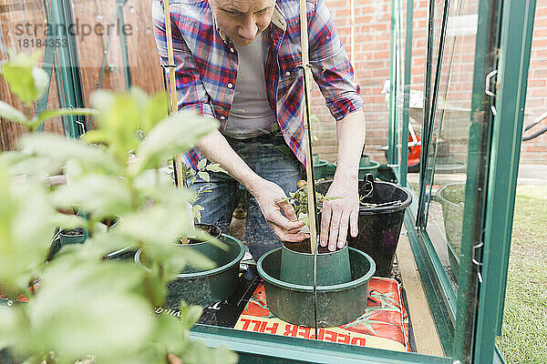 Mann pflanzt Setzlinge im Gewächshaus