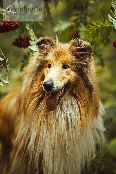 Collie-Hund mit langen Haaren steht im Wald