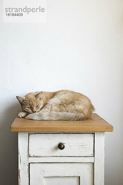 Katze schläft auf dem Schrank