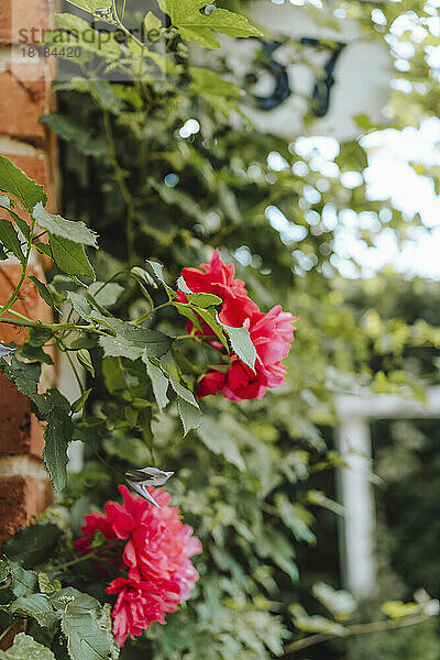 Rote Blumen hängen im Garten
