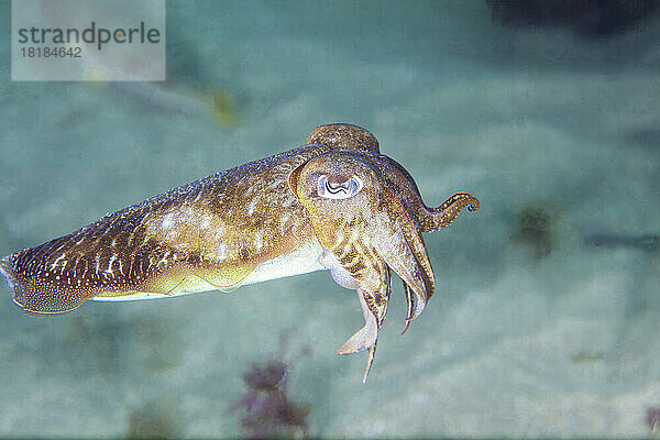 Unterwasseransicht des Europäischen Tintenfisches (Sepia officinalis)