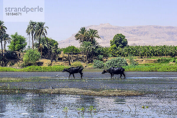 Ägypten  Gouvernement Luxor  Luxor  Wasserbüffel wandern am Ufer des Nils