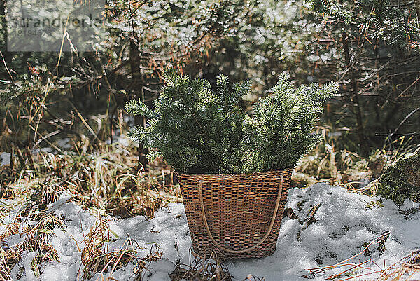 Basket with twigs of spruce tree in forest