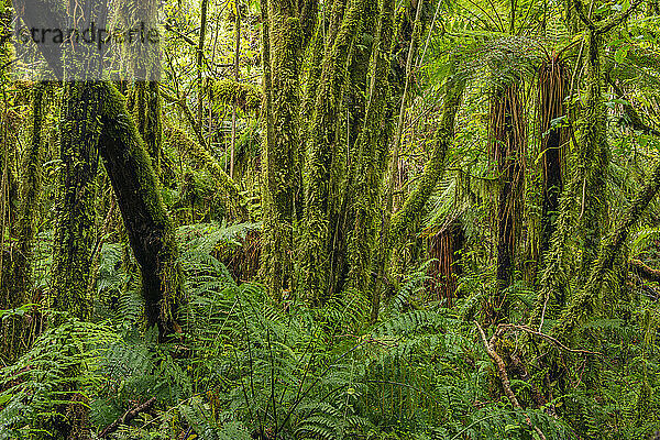 Moosbedeckte Bäume im grünen  üppigen gemäßigten Regenwald