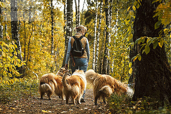 Frau geht an sonnigem Tag mit Collie-Hunden im Park spazieren