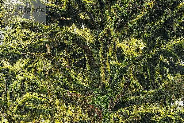 Grüne  mit Moos bedeckte Bäume im Egmont-Nationalpark
