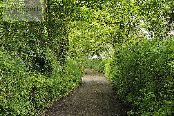 Großbritannien  England  Fußweg  der durch grünen  üppigen Wald führt
