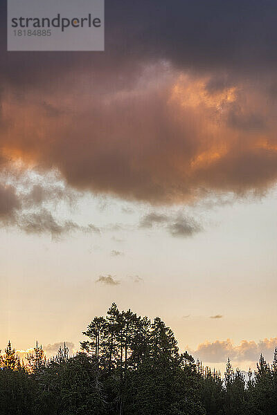 Wolken über Silhouetten von Waldbäumen im Morgengrauen