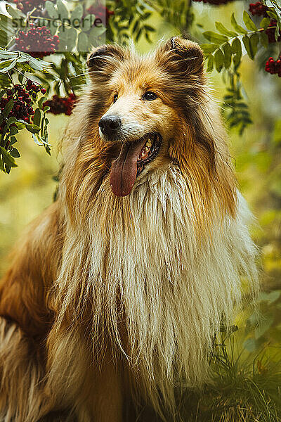 Niedlicher Collie-Hund mit langen Haaren  der im Wald steht