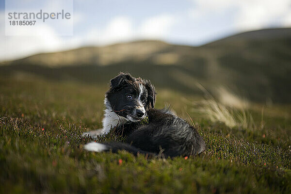 Border-Collie-Hund ruht auf Gras