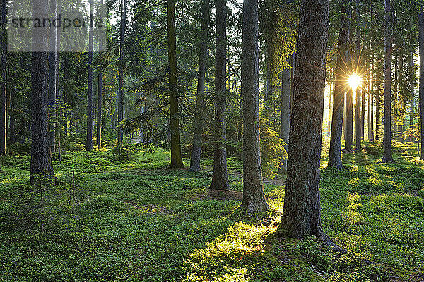 Grüner Frühlingswald bei Sonnenaufgang