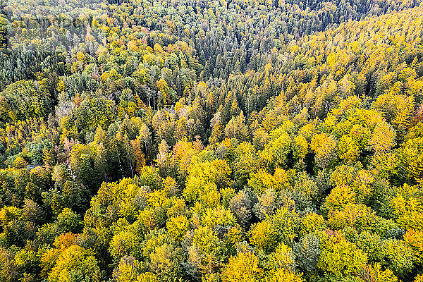 Deutschland  Baden-Württemberg  Drohnenansicht des Waldes Wieslauftal im Herbst