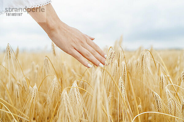 Hand einer Frau berührt Weizenernte im Feld