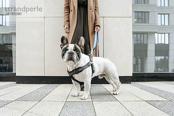Frau steht mit französischer Bulldogge auf Fußweg