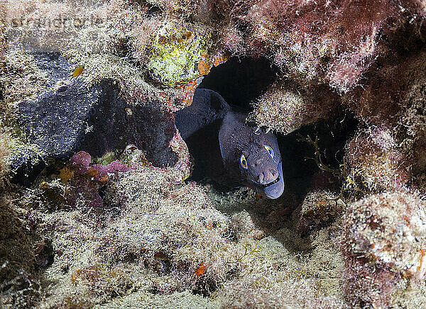 Unterwasseransicht einer Muräne (Muraena augusti)  die direkt in die Kamera blickt
