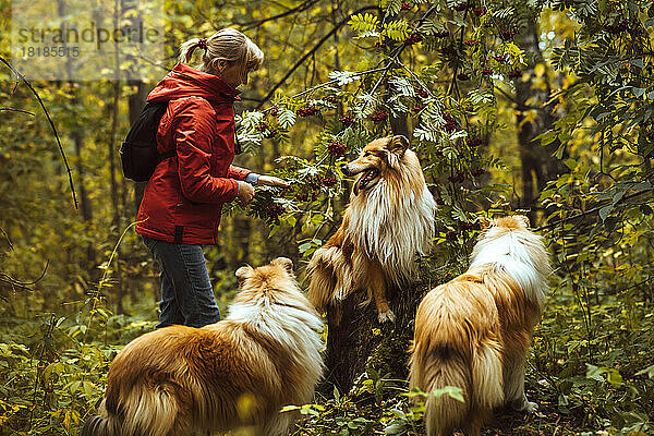 Frau mit Collie-Hunden steht am Baum im Wald