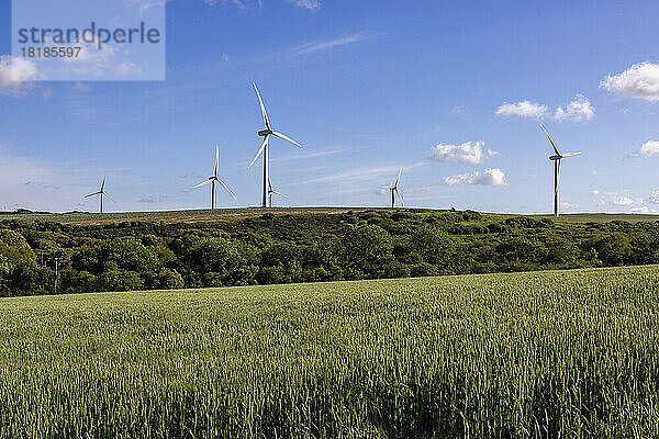 Großbritannien  England  grünes Feld im Sommer mit Windpark im Hintergrund