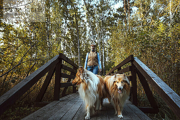 Frau geht mit Colliehunden im Park auf Brücke
