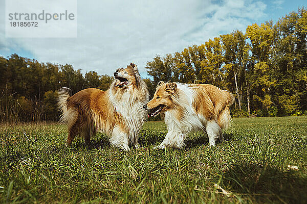 Collie-Hunde spielen an sonnigen Tagen gemeinsam im Park