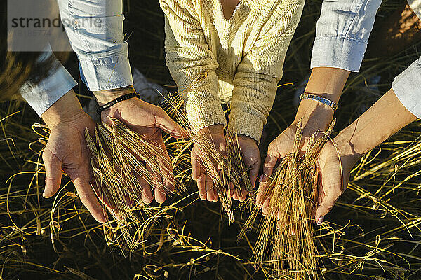 Hands of parents with daughter holding grains together in field