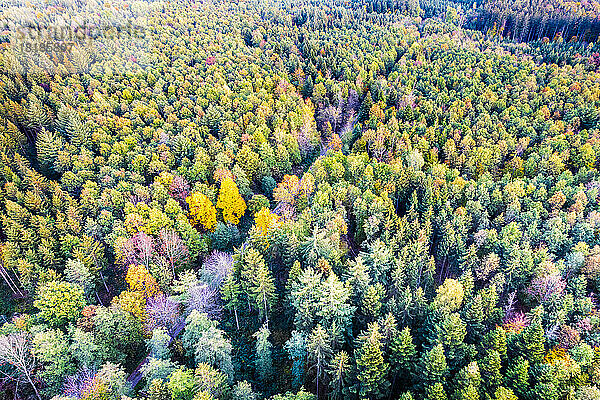 Deutschland  Baden-Württemberg  Drohnenansicht des Herbstwaldes auf der Schwäbischen Alb