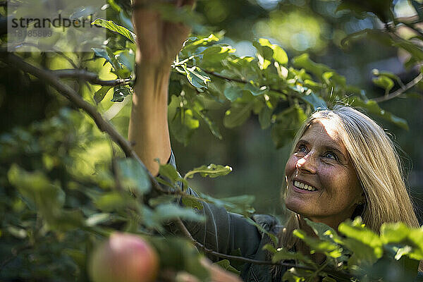Glückliche Frau mit blonden Haaren pflückt Früchte vom Baum im Garten