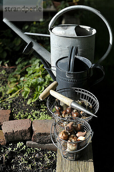 Watering cans  gardening stake and two baskets with plant bulbs