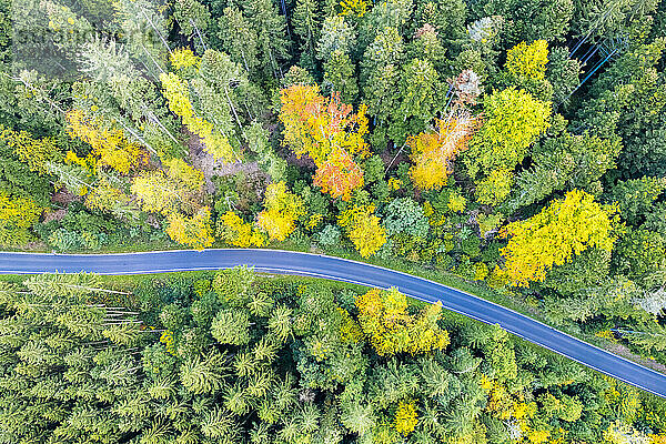 Deutschland  Baden-Württemberg  Drohnenaufnahme einer Asphaltstraße  die im Herbst durch den Schwäbisch-Fränkischen Wald führt