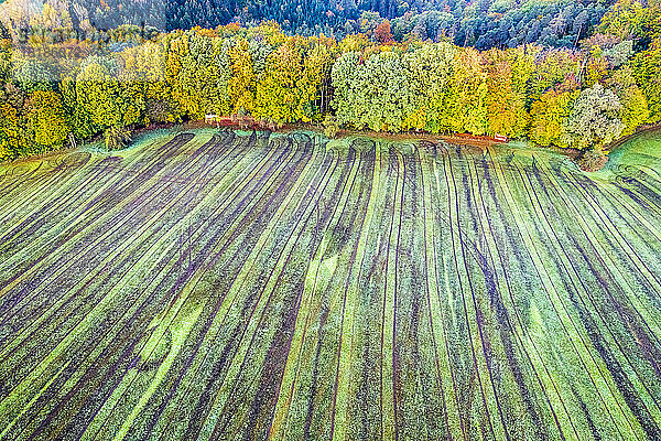 Deutschland  Baden-Württemberg  Drohnenansicht eines Herbstfeldes im Schwäbisch-Fränkischen Wald