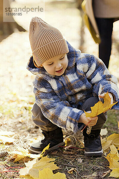 Netter Junge  der gelbe Blätter im Park aufsammelt