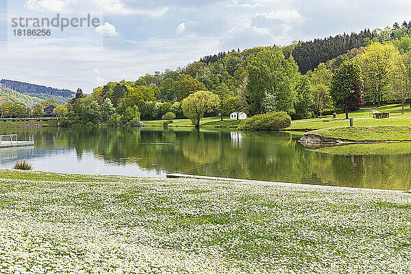 Blühende Gänseblümchen blühen vor dem See