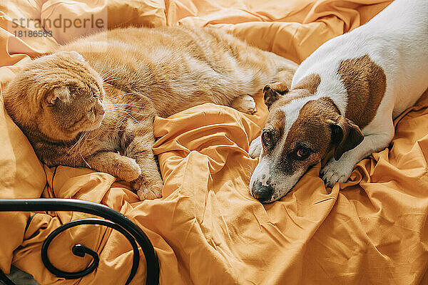 Jack Russell Terrier and Scottish Fold cat lying on bed at home