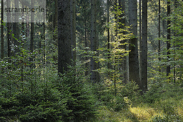 Grüne Wälder im Nationalpark Sächsische Schweiz