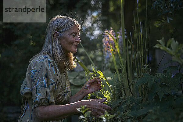 Lächelnde reife Frau  die Pflanzen im Garten betrachtet