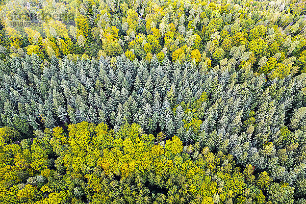 Deutschland  Baden-Württemberg  Drohnenansicht des Schwäbisch-Fränkischen Waldes im Herbst