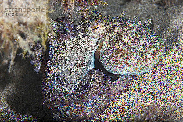 Gewöhnlicher Oktopus (Octopus vulgaris) ruht auf dem Meeresboden