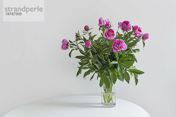 Studio shot of vase with pink blooming peonies standing against white wall